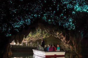 Glühwürmchen Höhlen Waitomo
