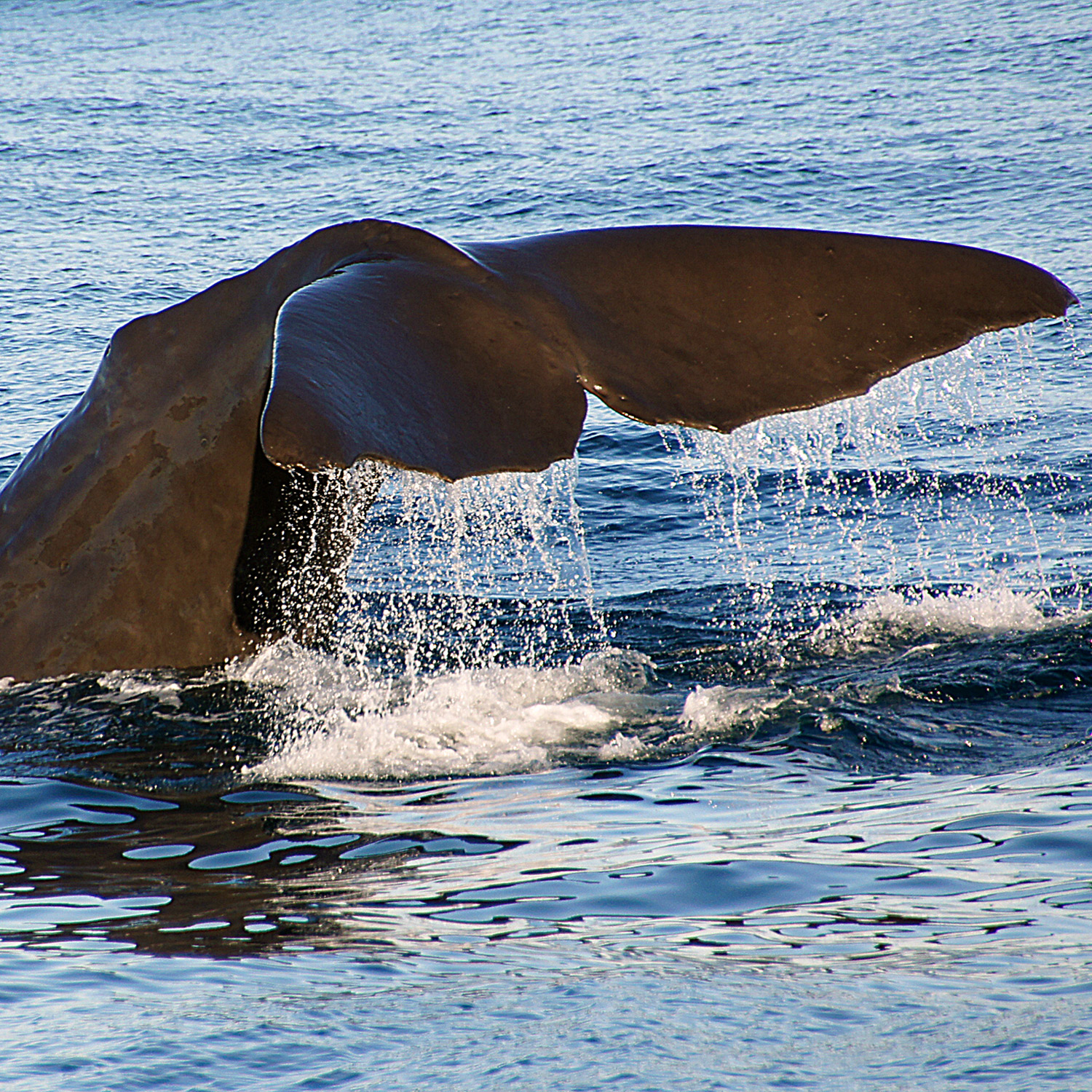 Wunder der Tierwelt Wale